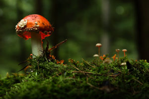 Amanita Muscaria Mushroom